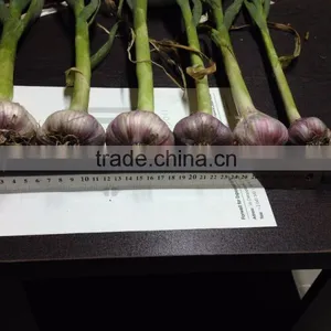 Liliaceous Vegetabless Product Type and Garlic 2017 thumbnail-4