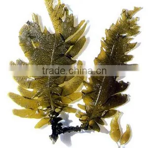 GMP Natural High Quality Ecklonia Cava Extract Powder thumbnail-2
