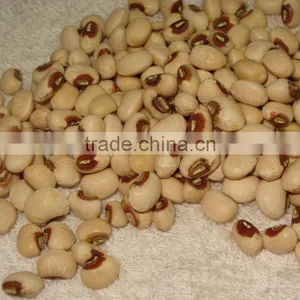JSX All Size of Cowpea Bean Price Different Size China Cow Pea thumbnail-1