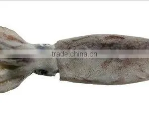 Low Price Frozen Suqid Aquatic Products Seafood thumbnail-1