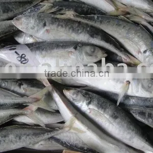 Frozen Small Eye Round Scad thumbnail-1