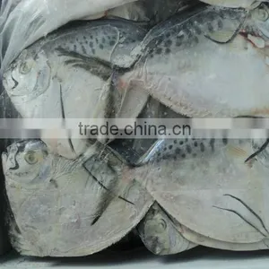 FROZEN MOONFISH thumbnail-1