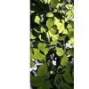Chlorophylls thumbnail-1