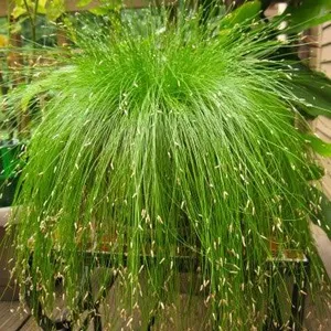 Field Green Outdoor Perennial Ornamental Grasses Outdoor Emerald Green thumbnail-1