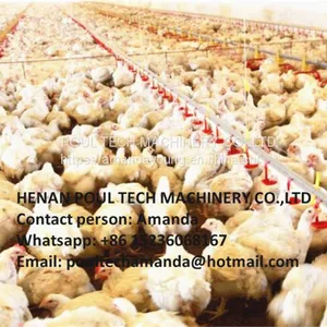Zimbabwe Poultry Farm Automatic Broiler Floor Raising System With Nipple Drinker System & Feeding Pan System in Chicken Shed thumbnail-1