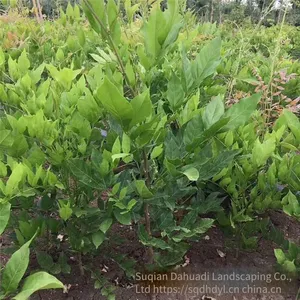 This Year, the Price of Wisteria Saplings With a Ground Diameter of 2 cm in the Climbing Plant Area of Zhejiang Region. One Sapling is From a Ground Cover Plant Base. thumbnail-4
