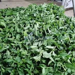 Mint Leaves Herbal Feed Mesh Belt Dryer Machine EPC thumbnail-1