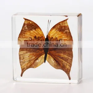 2016 New Style Wholesale Paperweight With Real Butterfly thumbnail-3