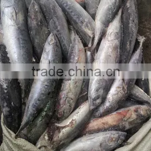 Competitive Price Frozen Tuna Fish Auxis Thazard thumbnail-3