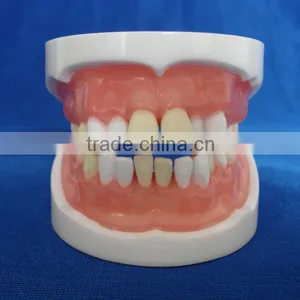 Typodent Dental Jaw Model for Practice Extract Tooth thumbnail-2