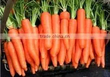 Chinese Bulk Fresh Carrots thumbnail-1