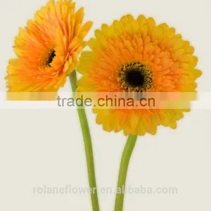 Kunming Flower Export Rainbow Gerbera Daisy Flower Silk Gerbera Daisy Flowers With 0.6-0.8kg/bundle From Yunnan, China thumbnail-6