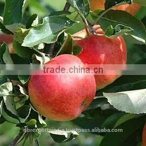 Apple Seed Oil (Cold Press) thumbnail-1