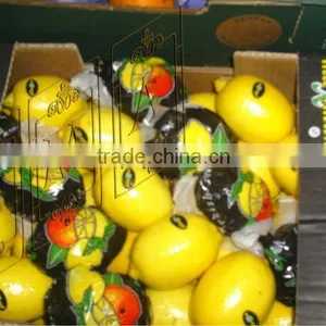 Lemon thumbnail-6