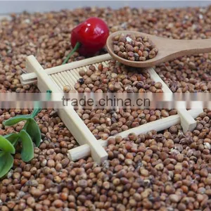 2016 Non-GMO Organic Glutinous Red Sorghum Sticky Sorghum thumbnail-4