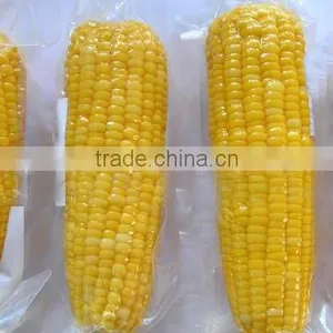 Twin Sweet Corn Cob In Vacuum Packing thumbnail-5