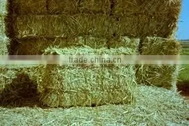 Grass Hay, Animal Feeding Grass Hay, Dry Grass Hay, Rhode Grass Hay, Hay Bale, Dry Hay thumbnail-1