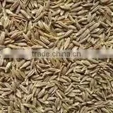 Cumin Seeds thumbnail-3