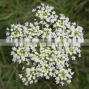 98% Osthole Cnidium Monnieri Extract Powder thumbnail-2