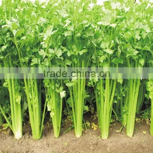 CELERY SEED OIL thumbnail-2