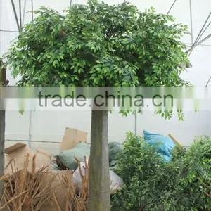 2017 New Product Fake Banyan Tree Ornament UV Proof Tree Artificial Ficus Tree thumbnail-5