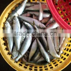 Frozen Seafood Mackerel Fish thumbnail-1