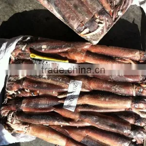 Penang of Illex Squid thumbnail-1