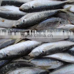 Frozen Horse Mackerel thumbnail-1