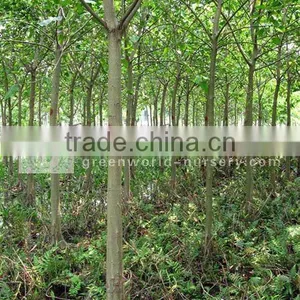 Ficus Religiosa Green Trees thumbnail-1