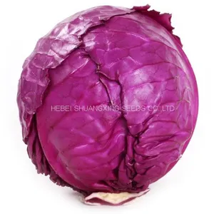 Heat Resistant f1 Hybrid Cabbage Seeds thumbnail-2