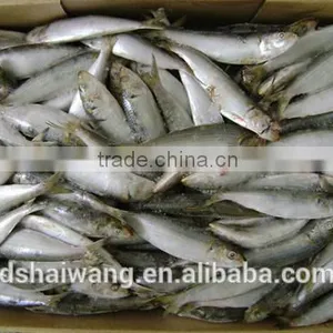 Frozen Sardine for Market thumbnail-2