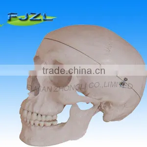 Deluxe Life-Size Skull Style Artificial Human Skeleton Model thumbnail-1