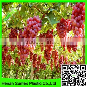 Heavy Duty Long-lasting Flexible Growing Vine Vegetables Support Net thumbnail-3
