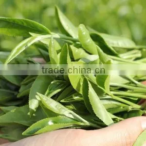 High Quality From Teaparis Vietnam Green Tea Super Pekoe thumbnail-6