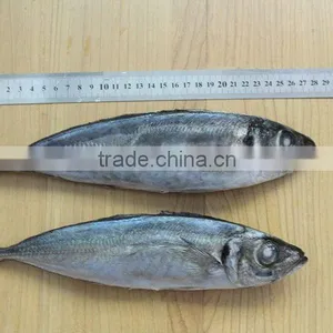 Frzoen Scad Trachurus thumbnail-1
