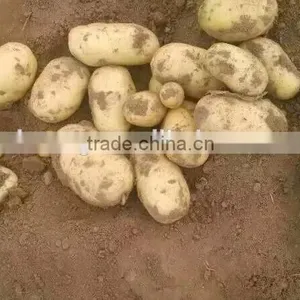 Holland Potato to Dubai Market for Sale thumbnail-6