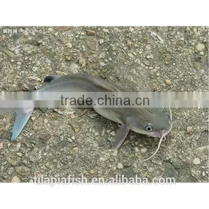 Xiamen Catfish Farming Catfish for Sale thumbnail-1