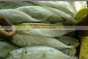 Seafood Fish Horse Mackerel Whole Round 20cm+ thumbnail-1
