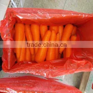Chinese Fresh Carrot Price thumbnail-1