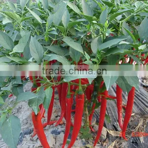 Hot Sale Hybrid High Yield Chili Pepper Seeds-Xian Yan No.9 thumbnail-3