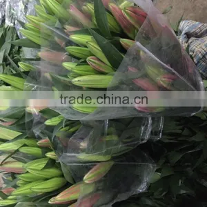 Fresh Cut Flowers Multi Stem Lily Flowers thumbnail-1