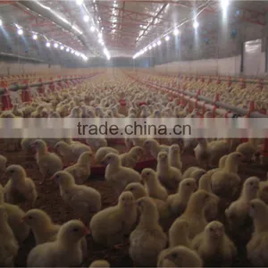 Automatic Broiler Poultry Farm Equipment Feeding/Nipple Drinking System /Fan/Cooling Pad/Heater/Controller for Chicken Factory thumbnail-5