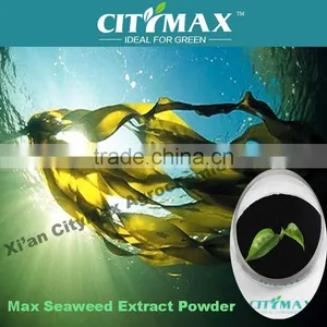 HOT!!! Seaweed Kelp Alginate From Ascophyllum Nodosum Source thumbnail-1