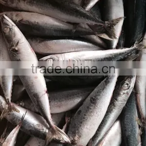 Frozen Pacific Mackerel thumbnail-2