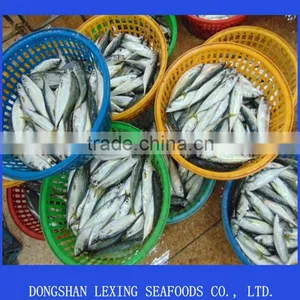 WR Frozen Pacific Mackerel Fish thumbnail-1