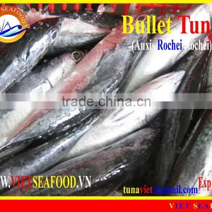 W/R FROZEN BULLET TUNA thumbnail-1
