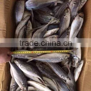 HORSE MACKEREL TARCHURUS JAPONICUS 20CM+ thumbnail-5