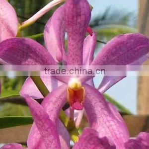 Fresh Cut Orchids, Mokara Orchids, Fresh Cut Stem thumbnail-1
