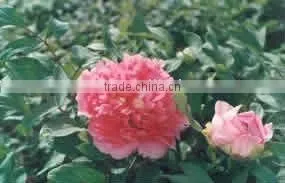 Herbaceous Peony Plant Root Chun Hong Jiao Yan thumbnail-1