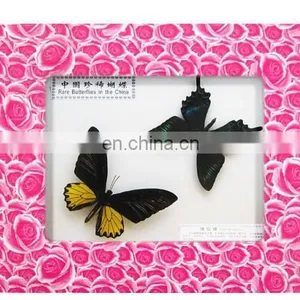 Dry Framed Butterfly Frame Wholesale LOW MOQ Good Quality thumbnail-5